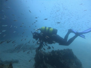  Taucher umgeben von Fischen 